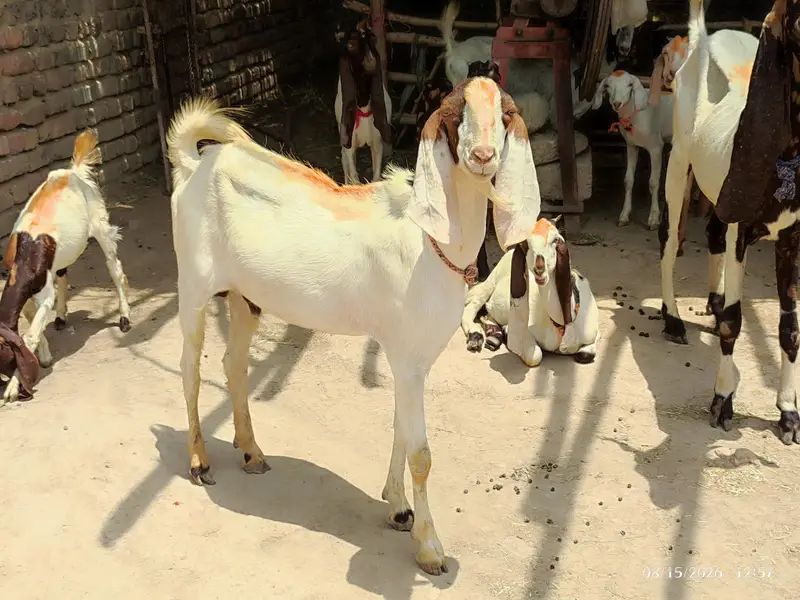 3 Bakre for sale — photo 3