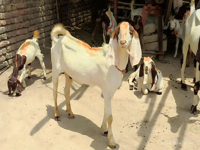 3 Bakre for sale — photo 4