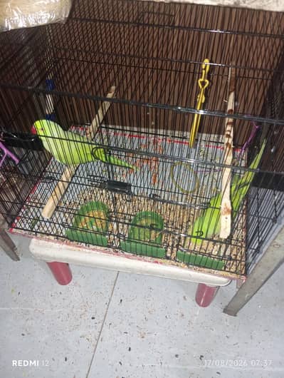 ringneck parrot pair