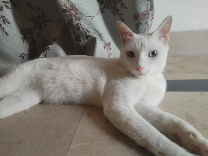 odd eyes — photo 3