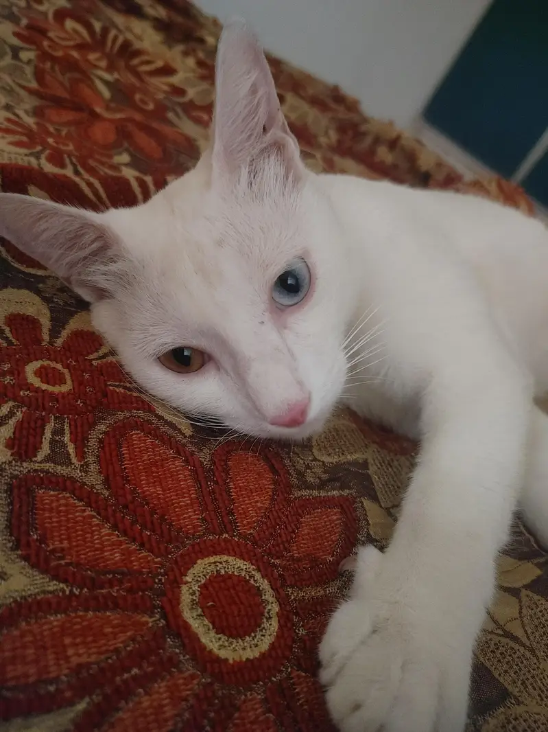 odd eyes — photo 6