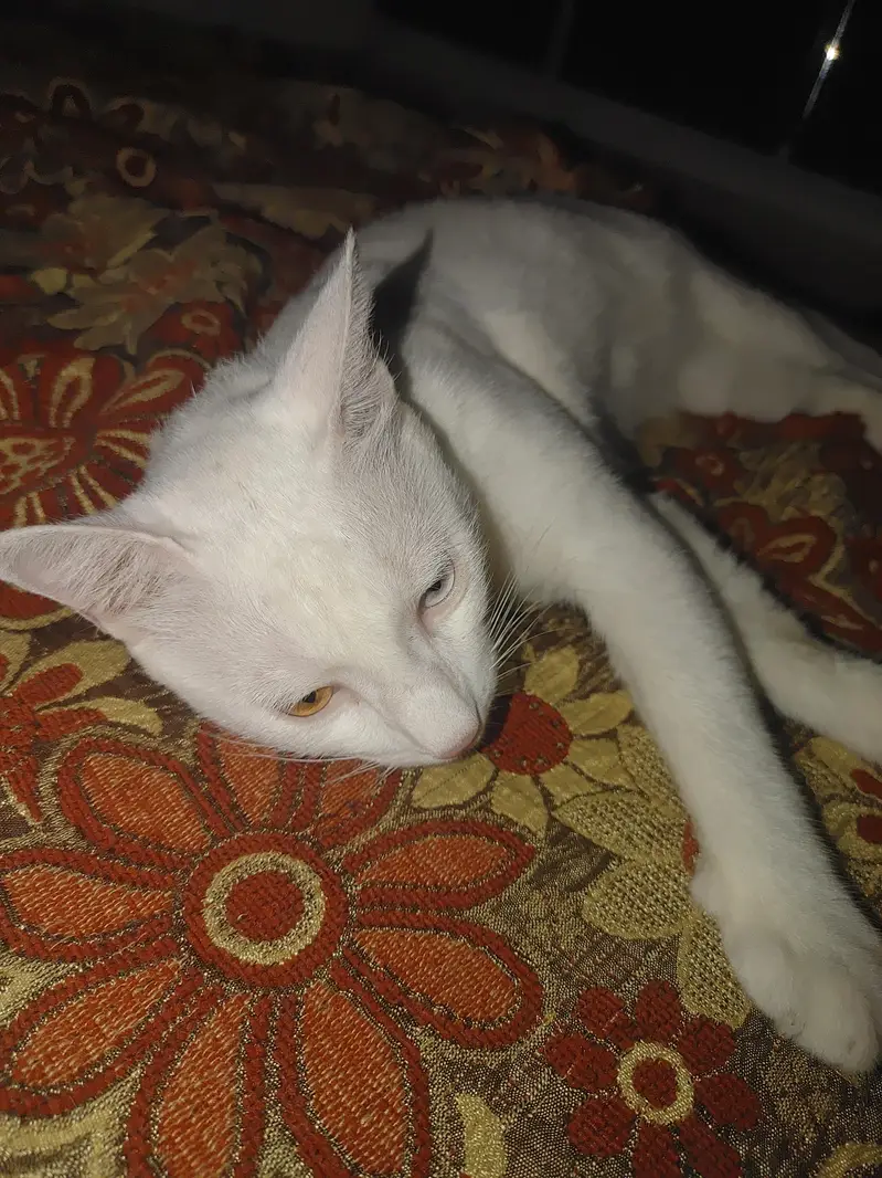 odd eyes — photo 8