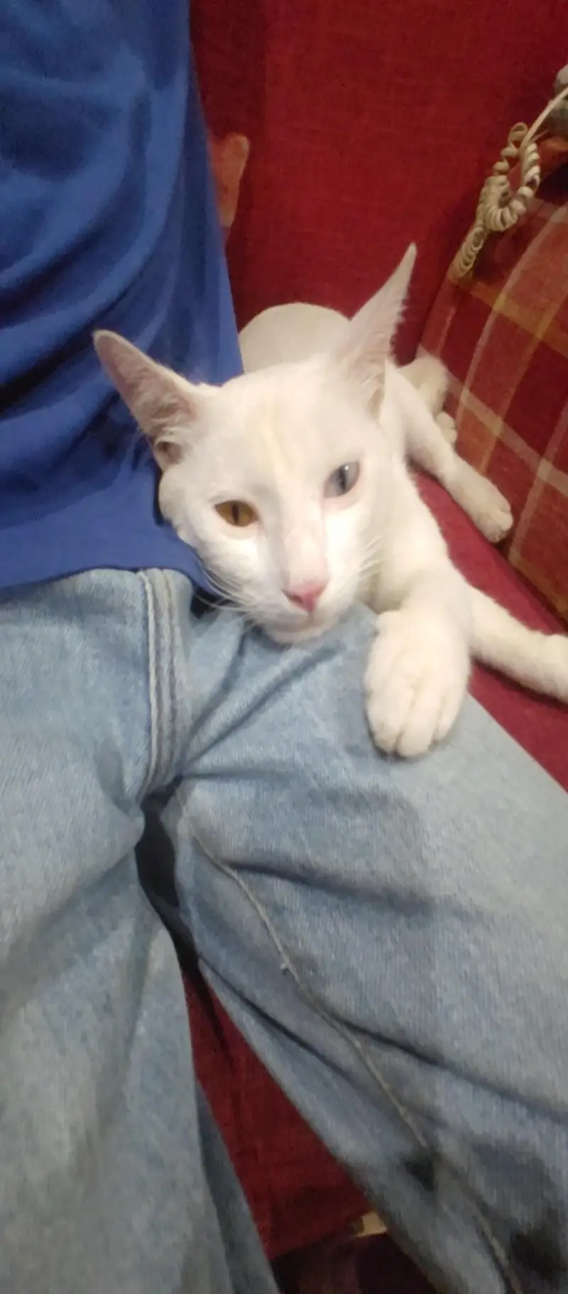 odd eyes — photo 10