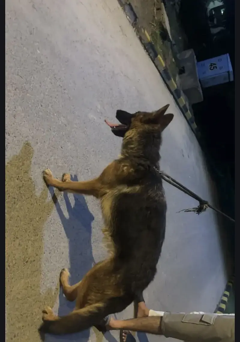 German shepherd female — photo 2