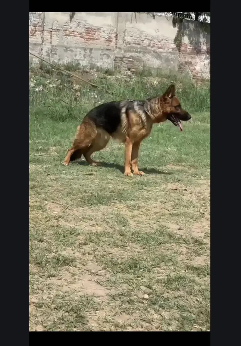 German shepherd female — photo 3