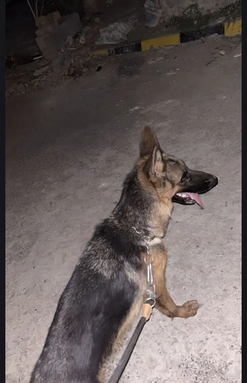 German shepherd female — photo 4