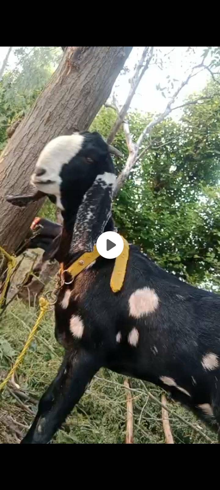 2 beetal path 0