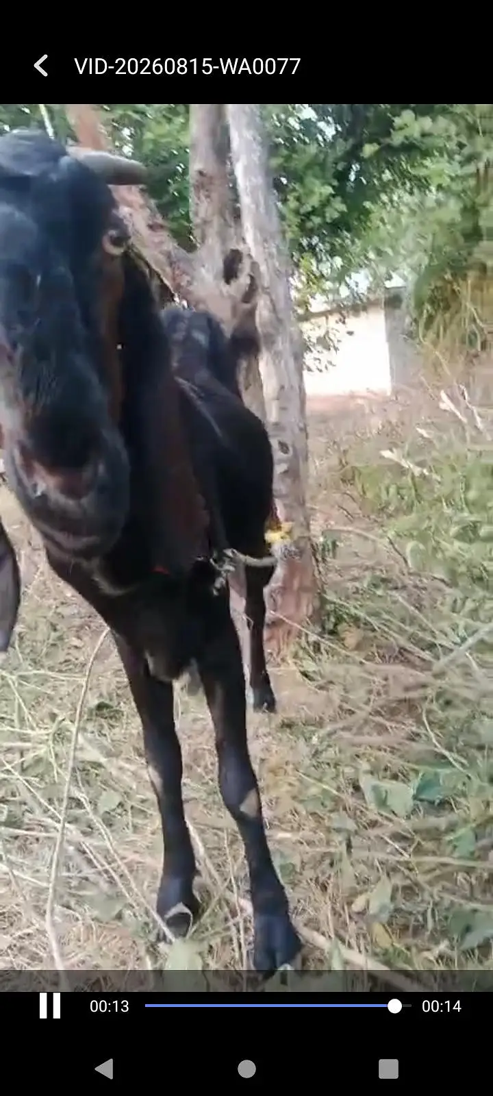beetal Bakri aur  2 beetal path — photo 3