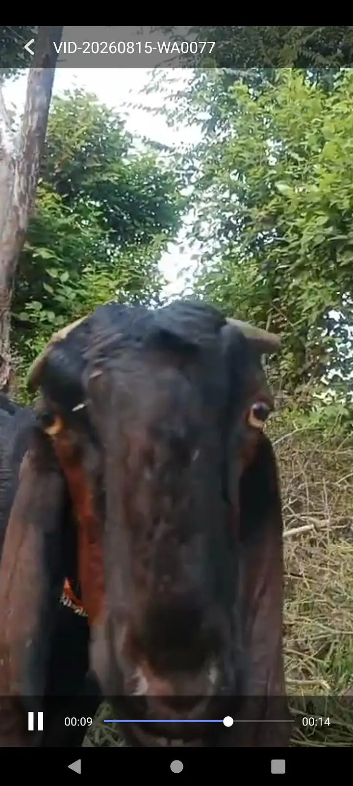 beetal Bakri aur  2 beetal path — photo 4