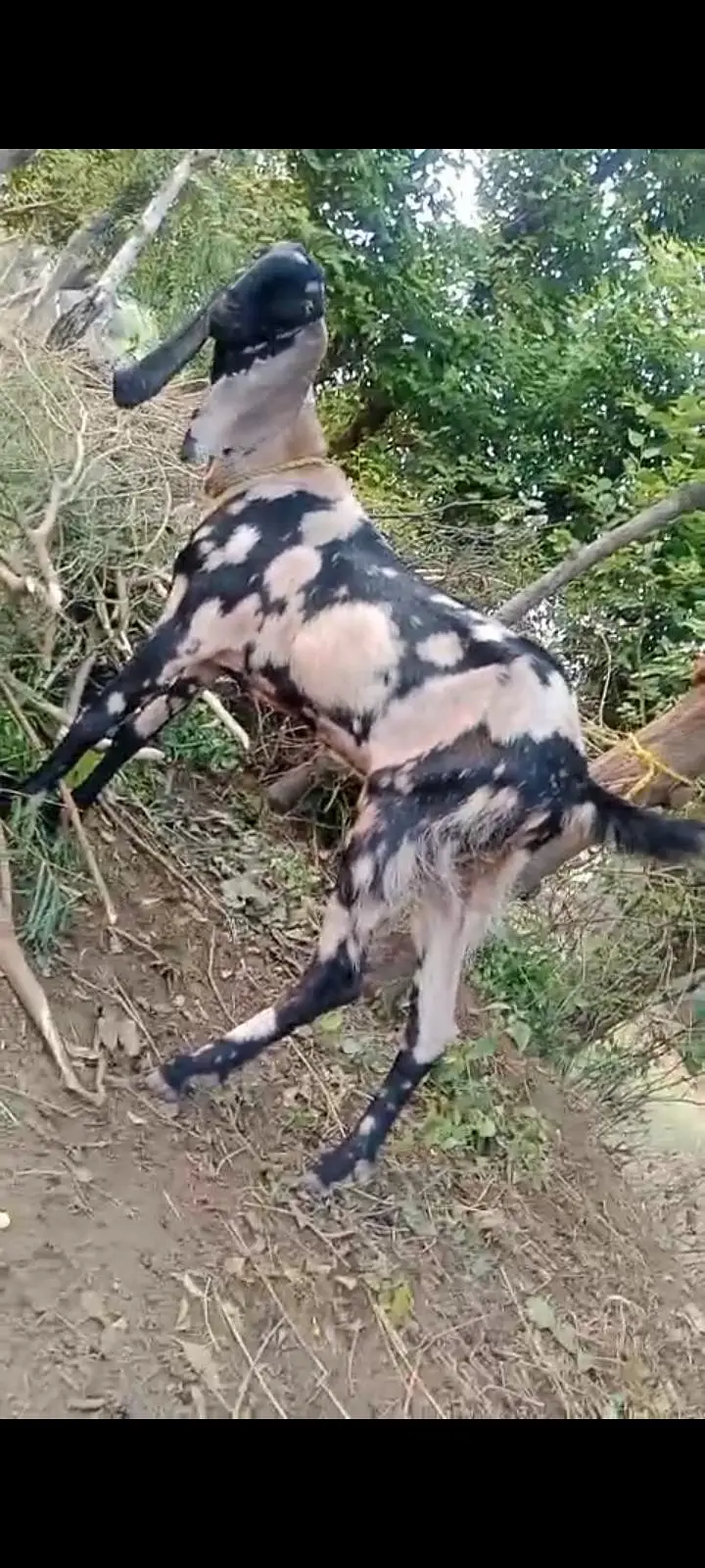 beetal Bakri aur  2 beetal path — photo 6