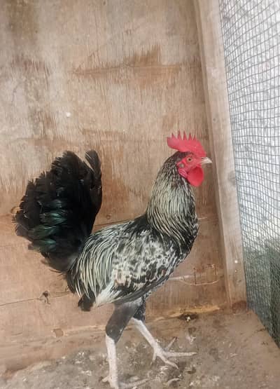 1 misri murgaa aur 2 golden misri murgiyan for sale