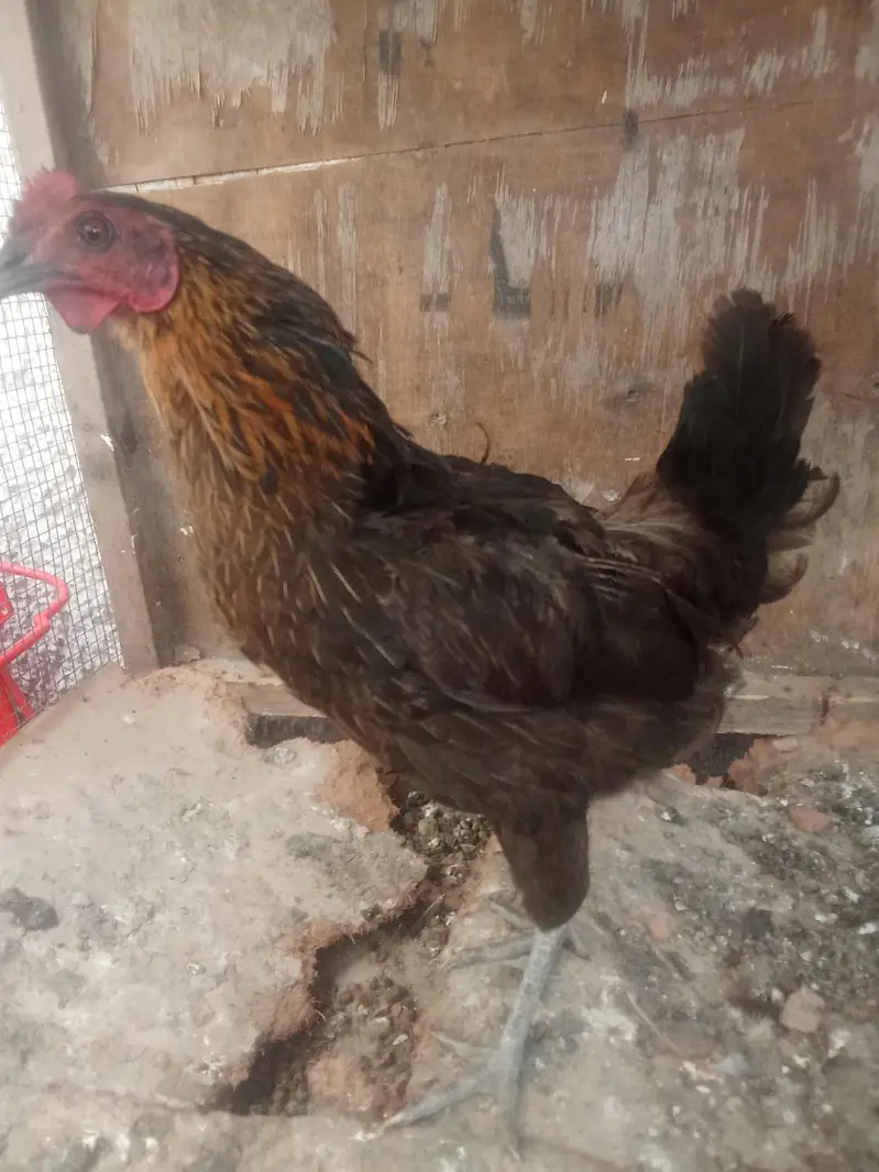 1 misri murgaa aur 2 golden misri murgiyan for sale — photo 2