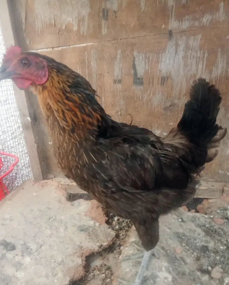 1 misri murgaa aur 2 golden misri murgiyan for sale — photo 3