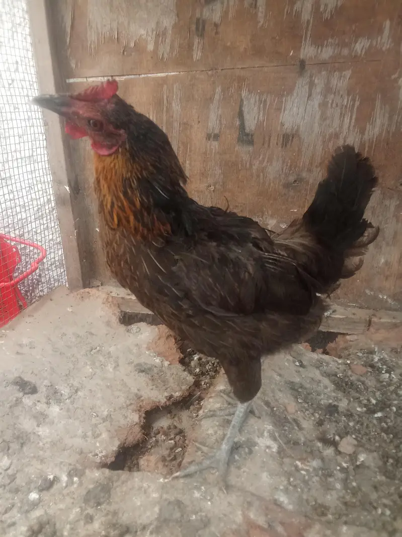 1 misri murgaa aur 2 golden misri murgiyan for sale — photo 4