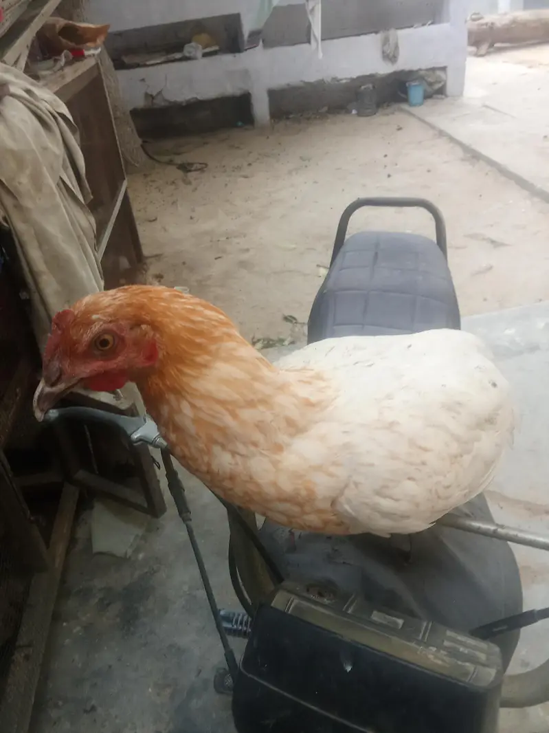1 misri murgaa aur 2 golden misri murgiyan for sale — photo 5