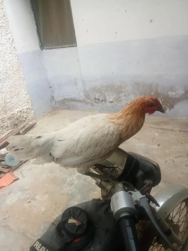 1 misri murgaa aur 2 golden misri murgiyan for sale — photo 6
