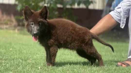 black German shepherd male