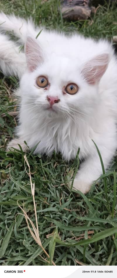 gray male white female sale
