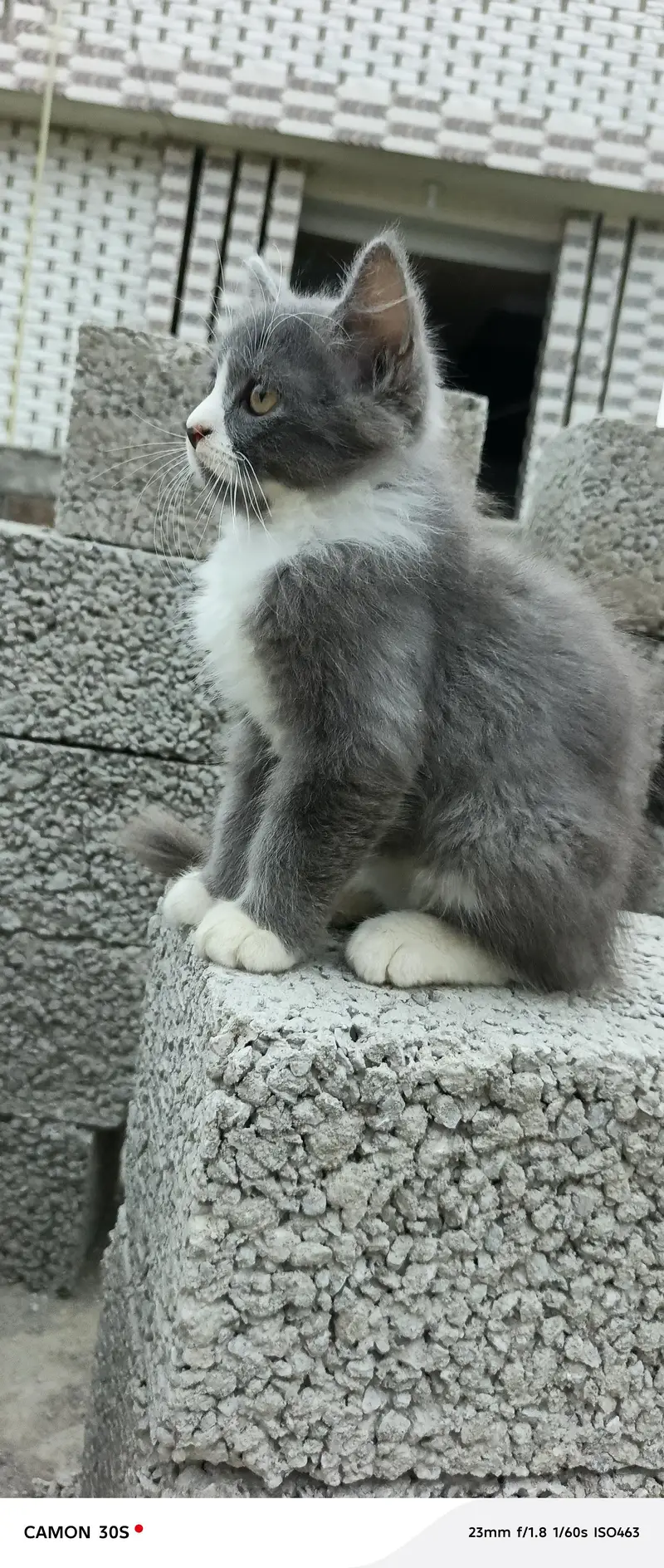 gray male white female sale — photo 2