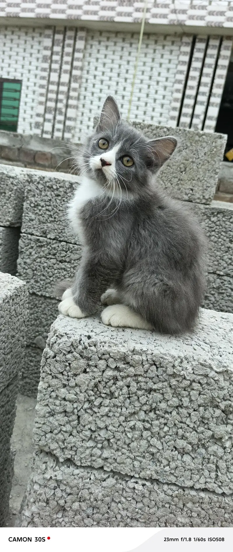 gray male white female sale — photo 3