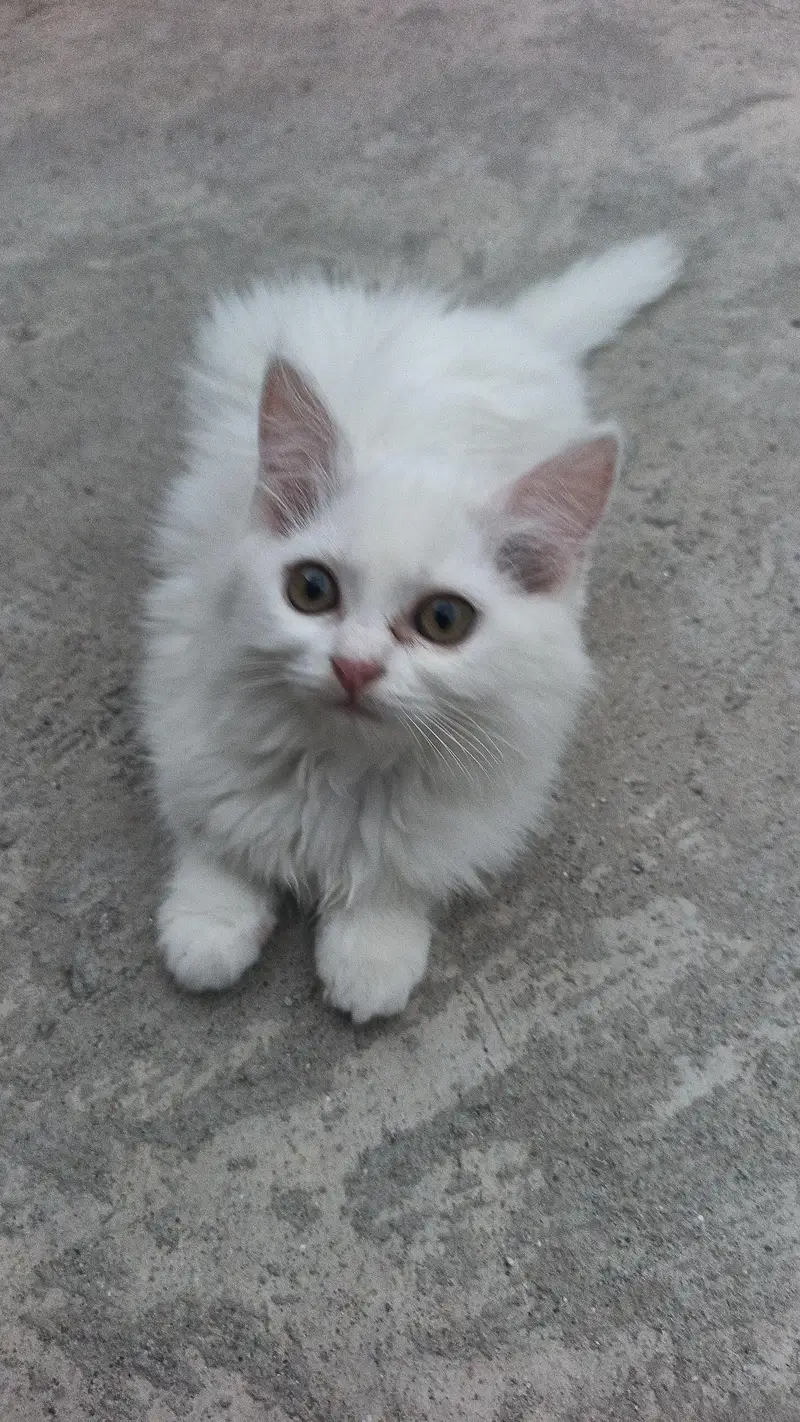 gray male white female sale — photo 4