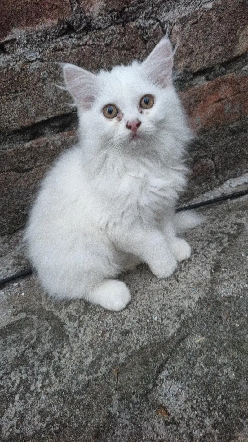 gray male white female sale — photo 5