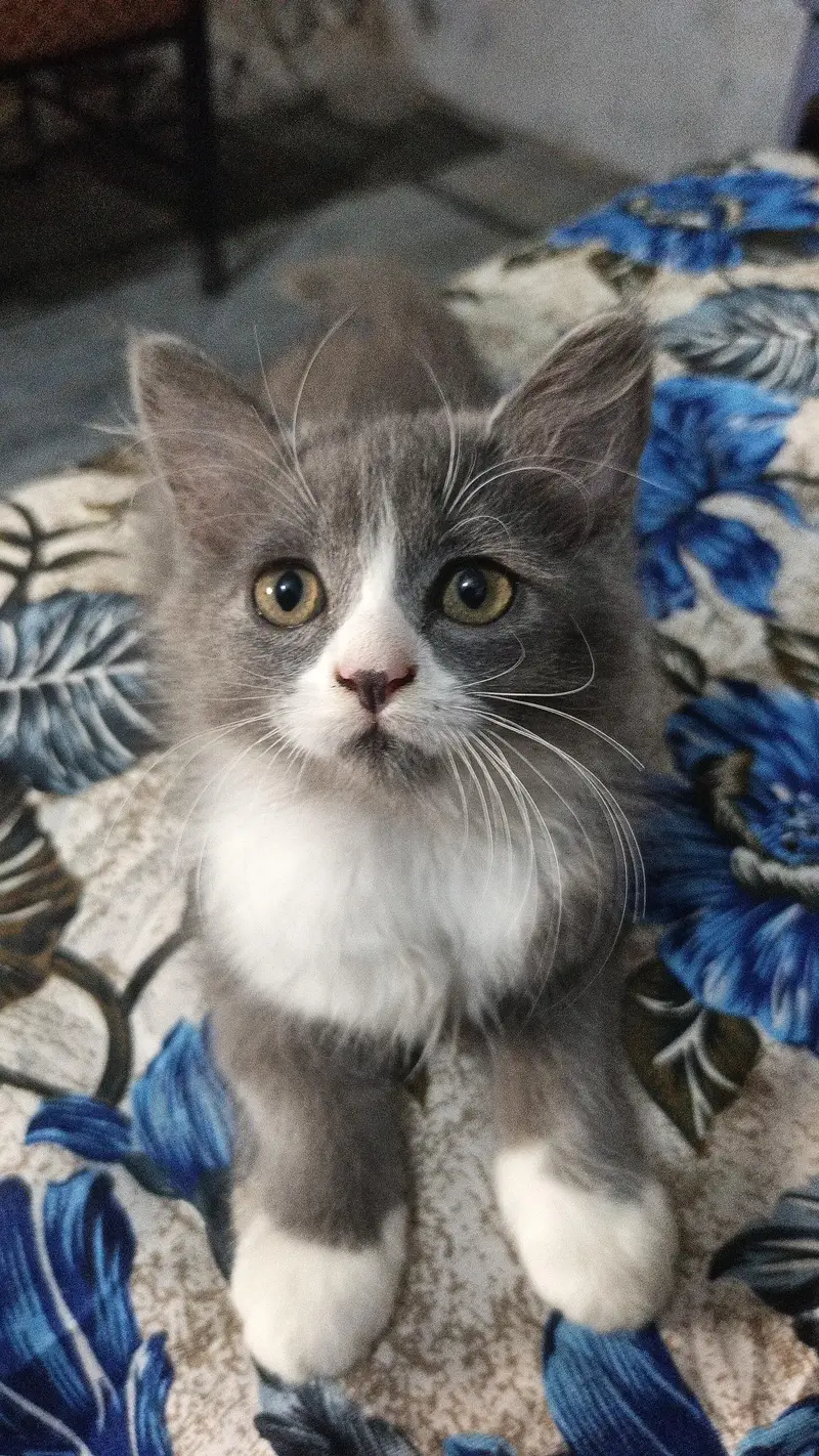 gray male white female sale — photo 6