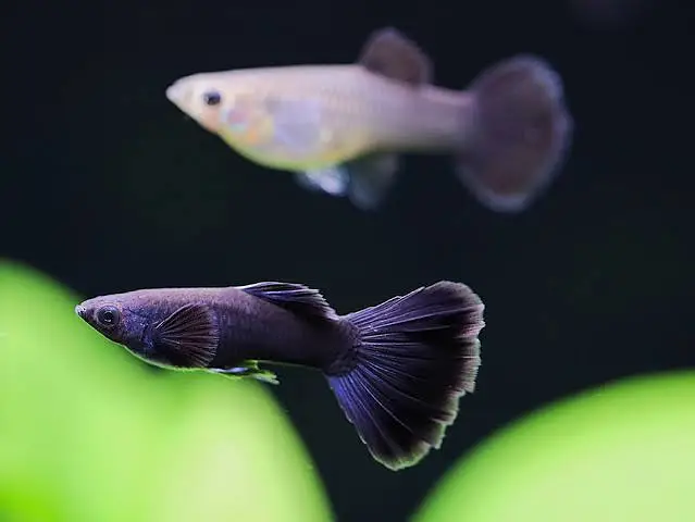 Black Moscow Exotic guppy for sale in Lahore