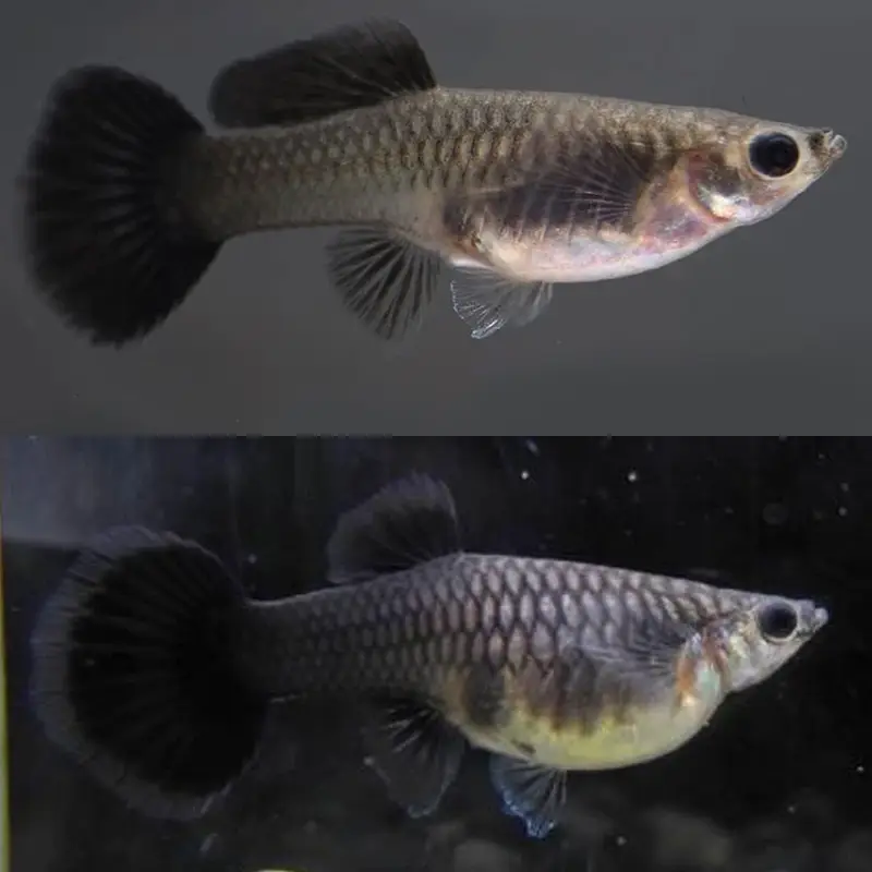 Black Moscow Exotic guppy for sale in Lahore — photo 2