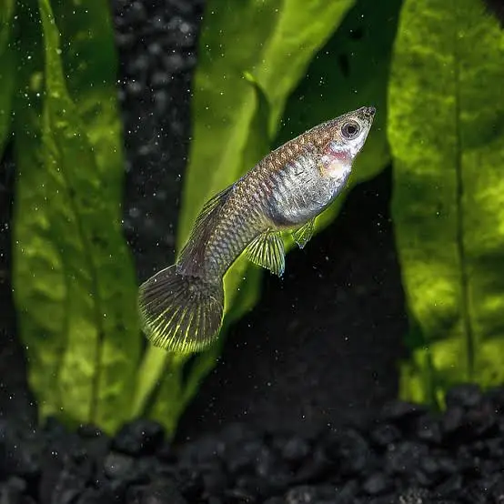 Black Moscow Exotic guppy for sale in Lahore — photo 3