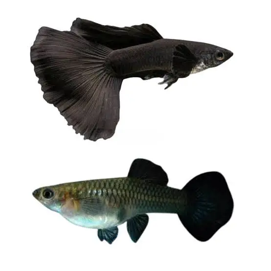 Black Moscow Exotic guppy for sale in Lahore — photo 4