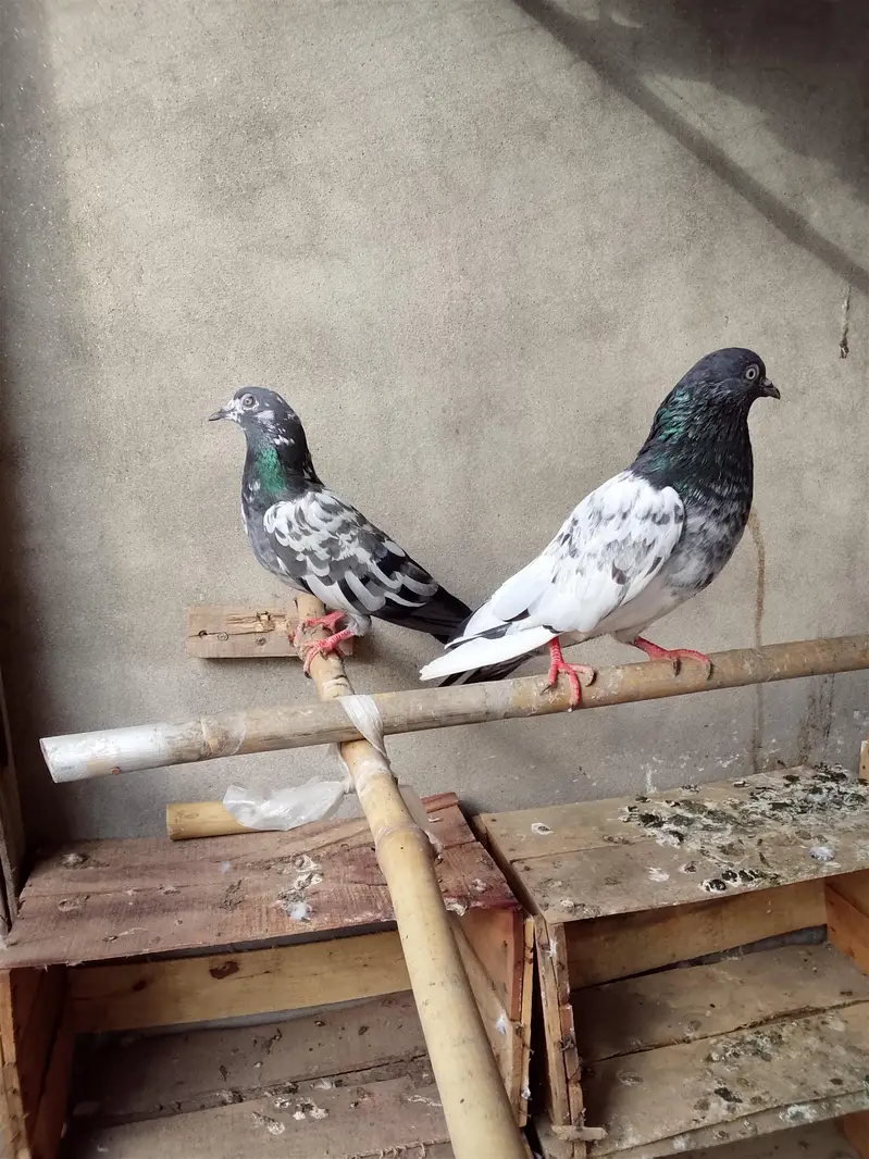 ماشاء بہت اعلی نسل ہے — photo 5