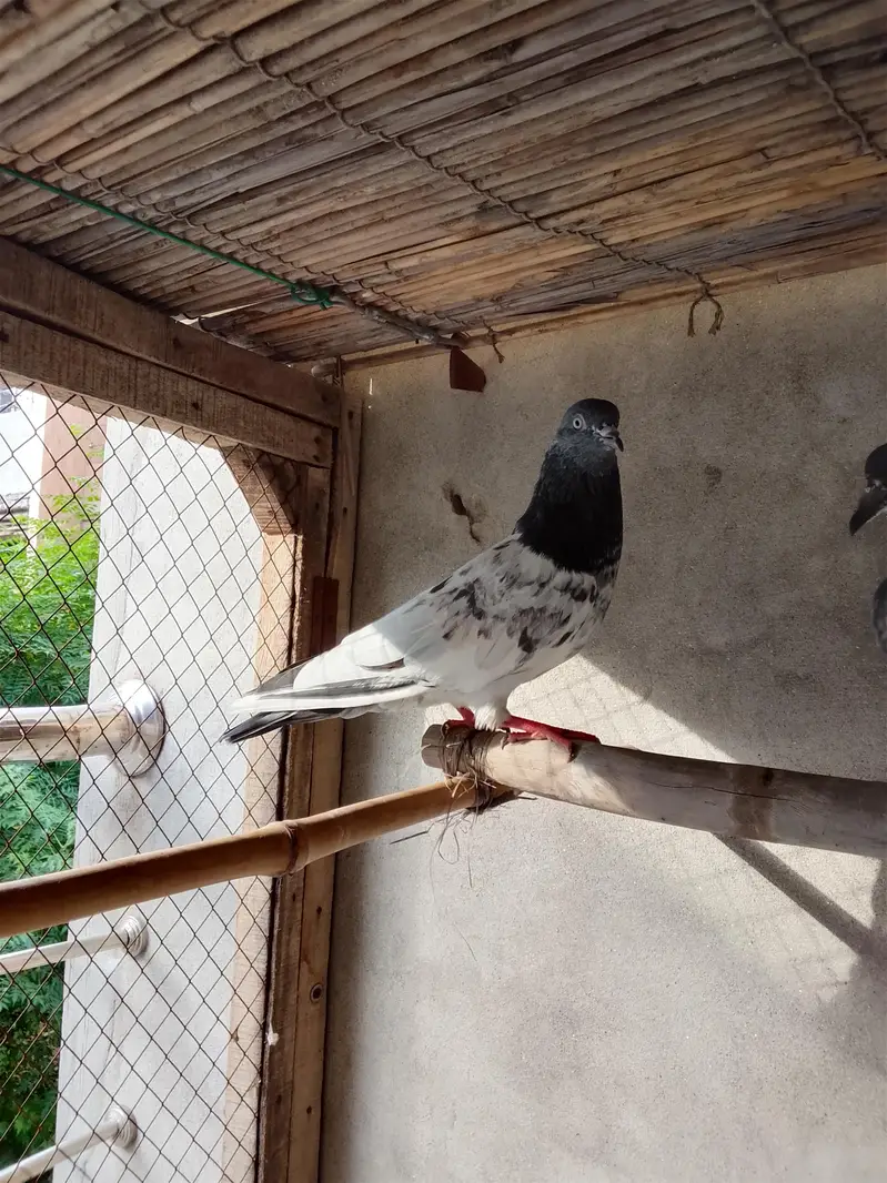 ماشاء بہت اعلی نسل ہے — photo 7