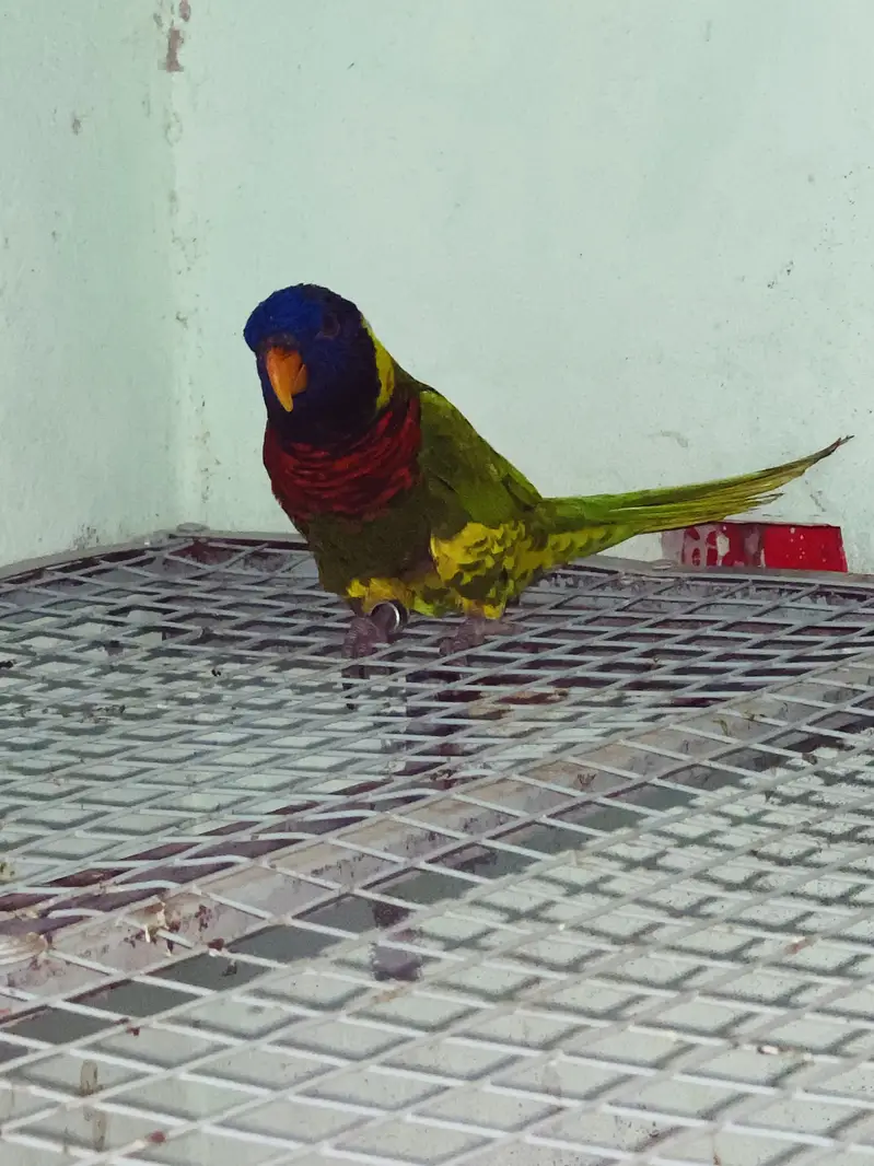 Parrot — photo 3