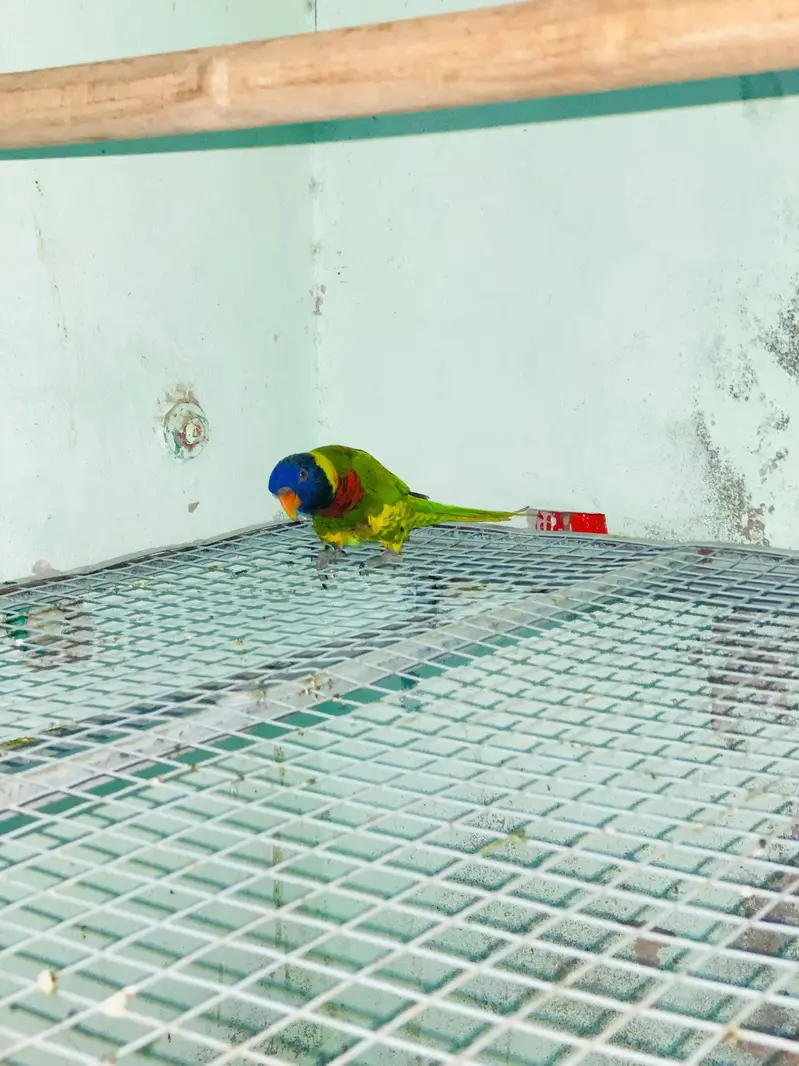 Parrot — photo 4