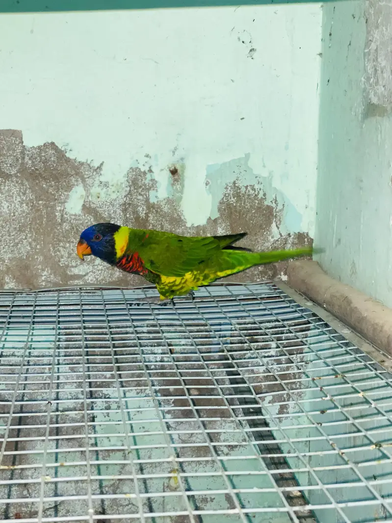 Parrot — photo 5