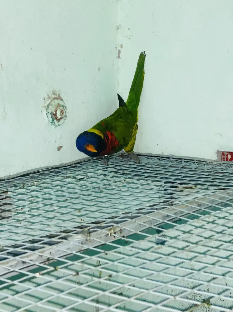 Parrot — photo 6