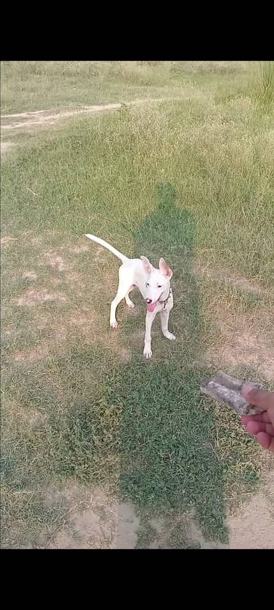gultar khata mix age 3 month