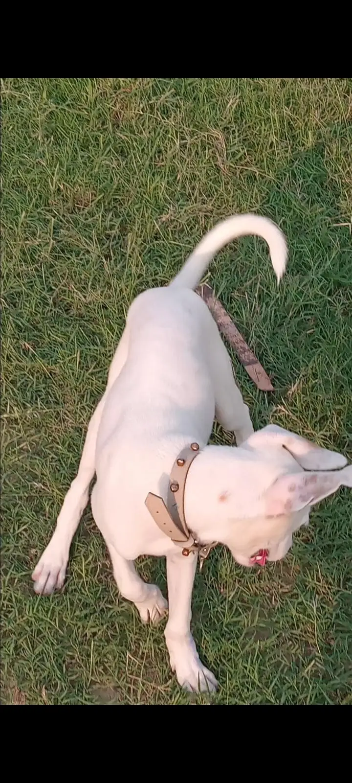 gultar khata mix age 3 month — photo 2
