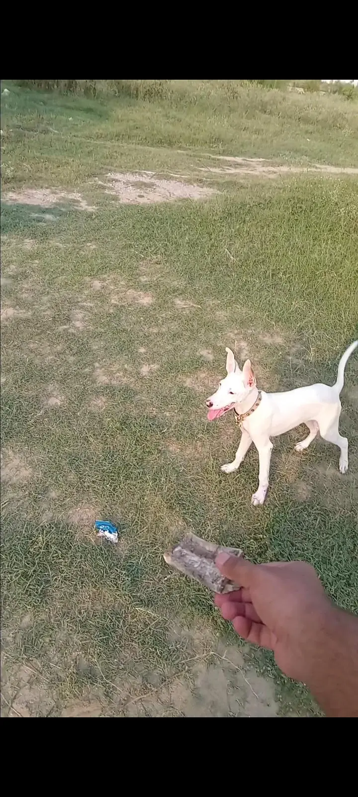 gultar khata mix age 3 month — photo 3