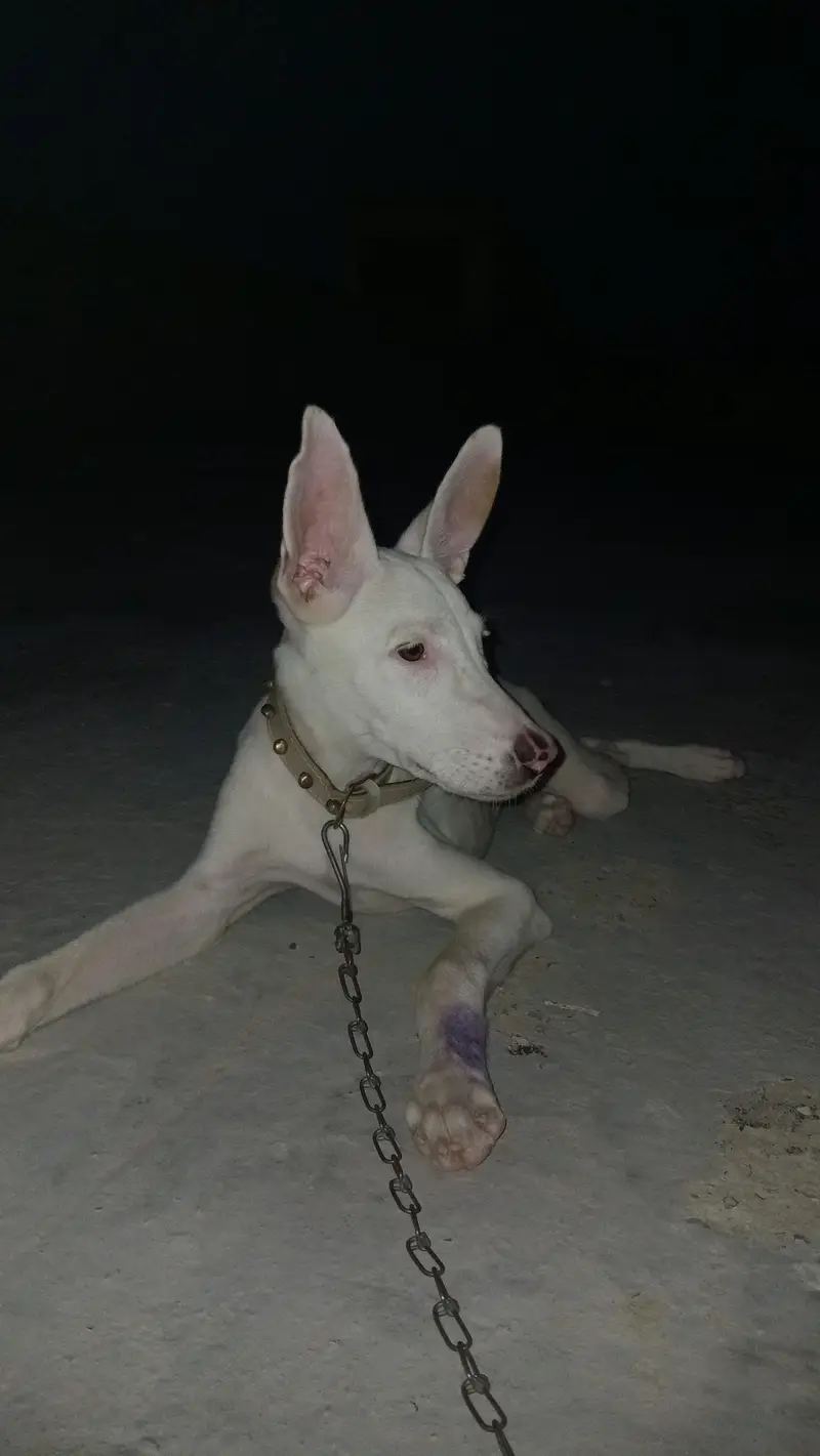 gultar khata mix age 3 month — photo 4