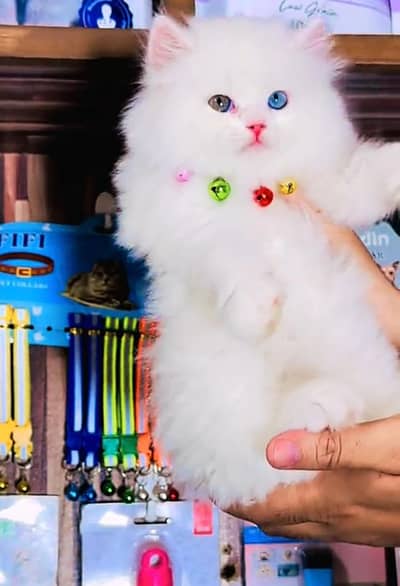 Persian cat  triple coat Punch face vaccinated letter train