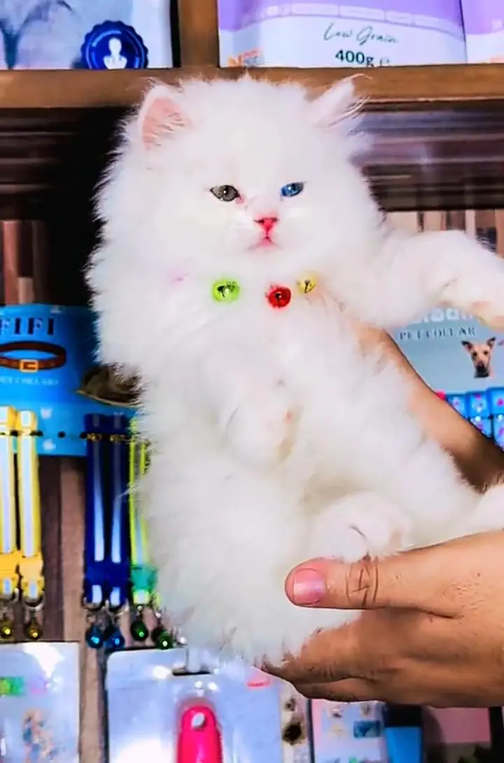 Persian cat  triple coat Punch face vaccinated letter train — photo 2