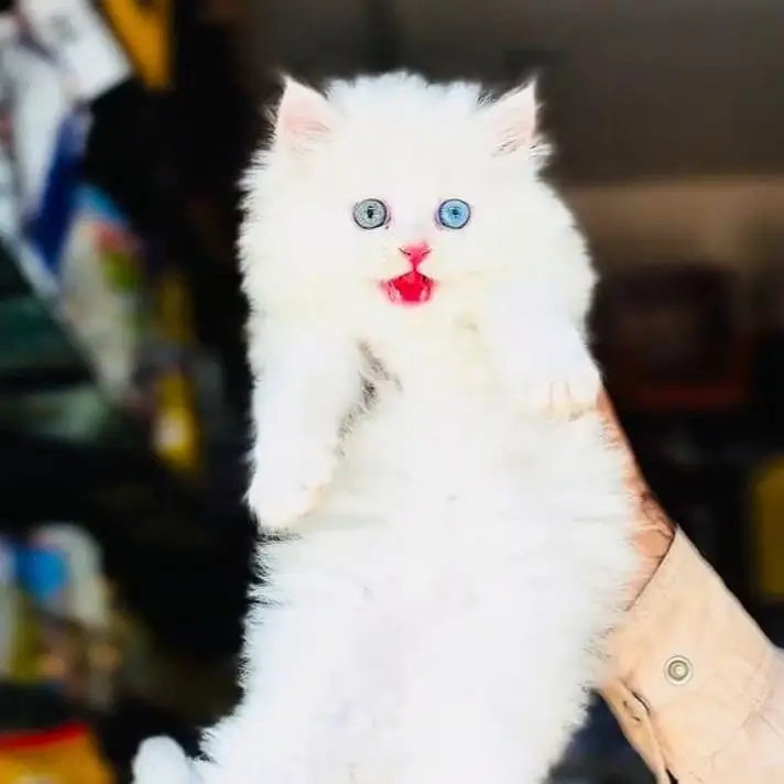 Persian cat  triple coat Punch face vaccinated letter train — photo 3