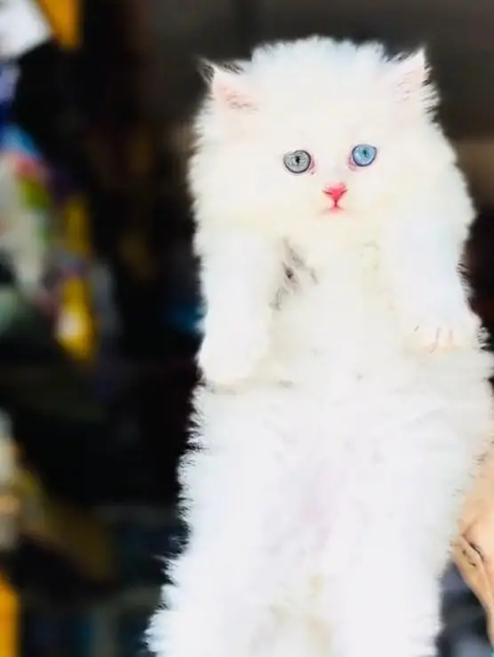 Persian cat  triple coat Punch face vaccinated letter train — photo 4