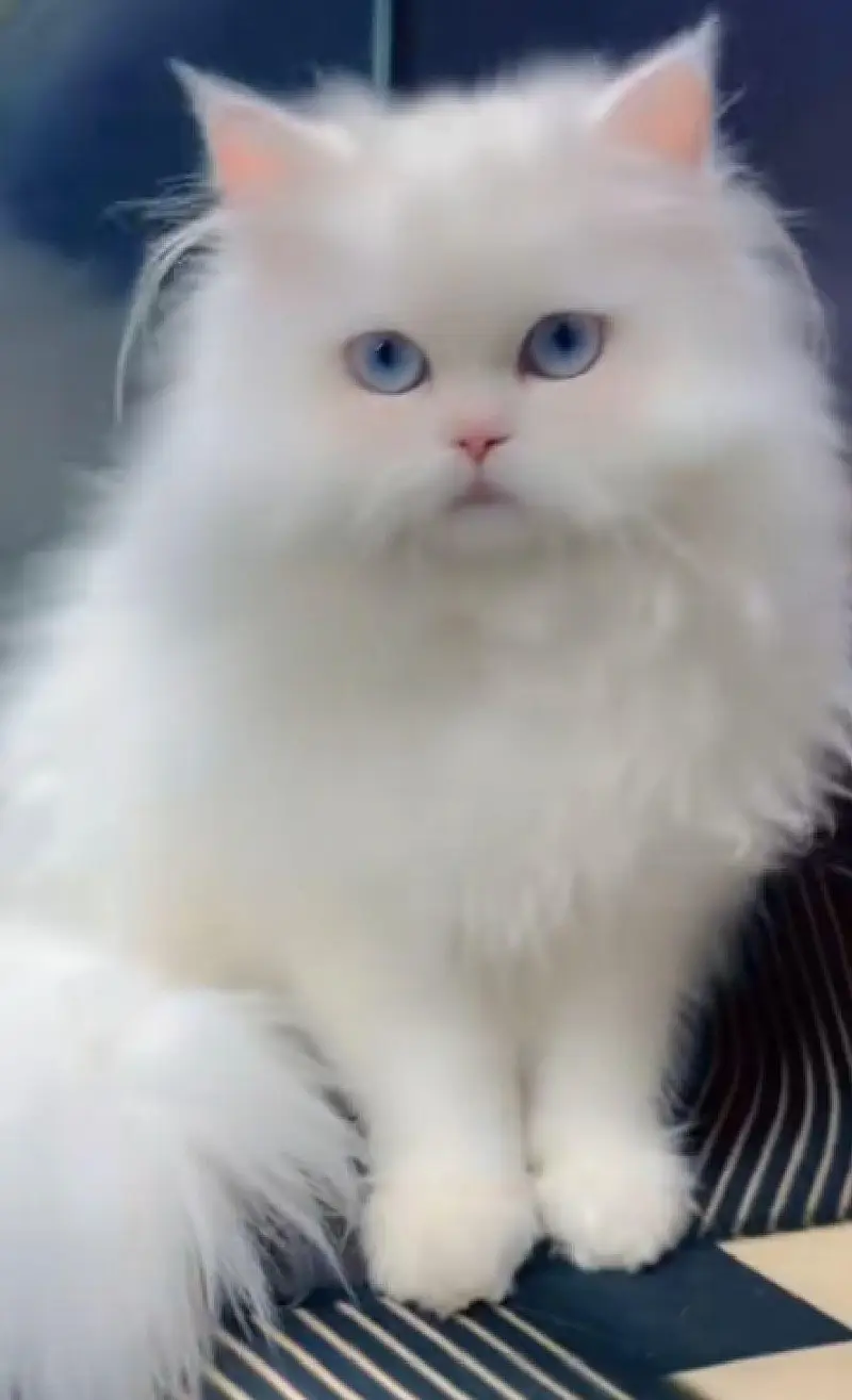 Persian cat  triple coat Punch face vaccinated letter train — photo 7