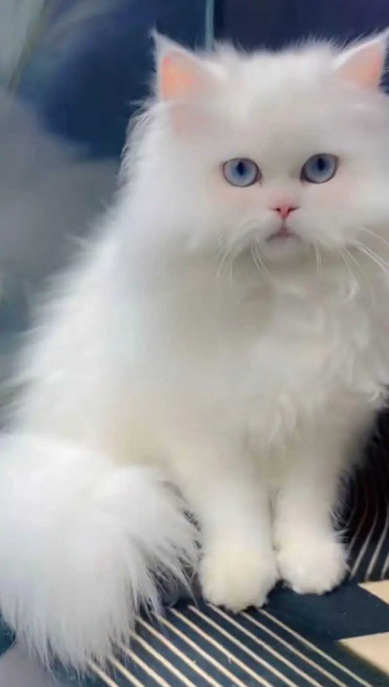 Persian cat  triple coat Punch face vaccinated letter train — photo 8