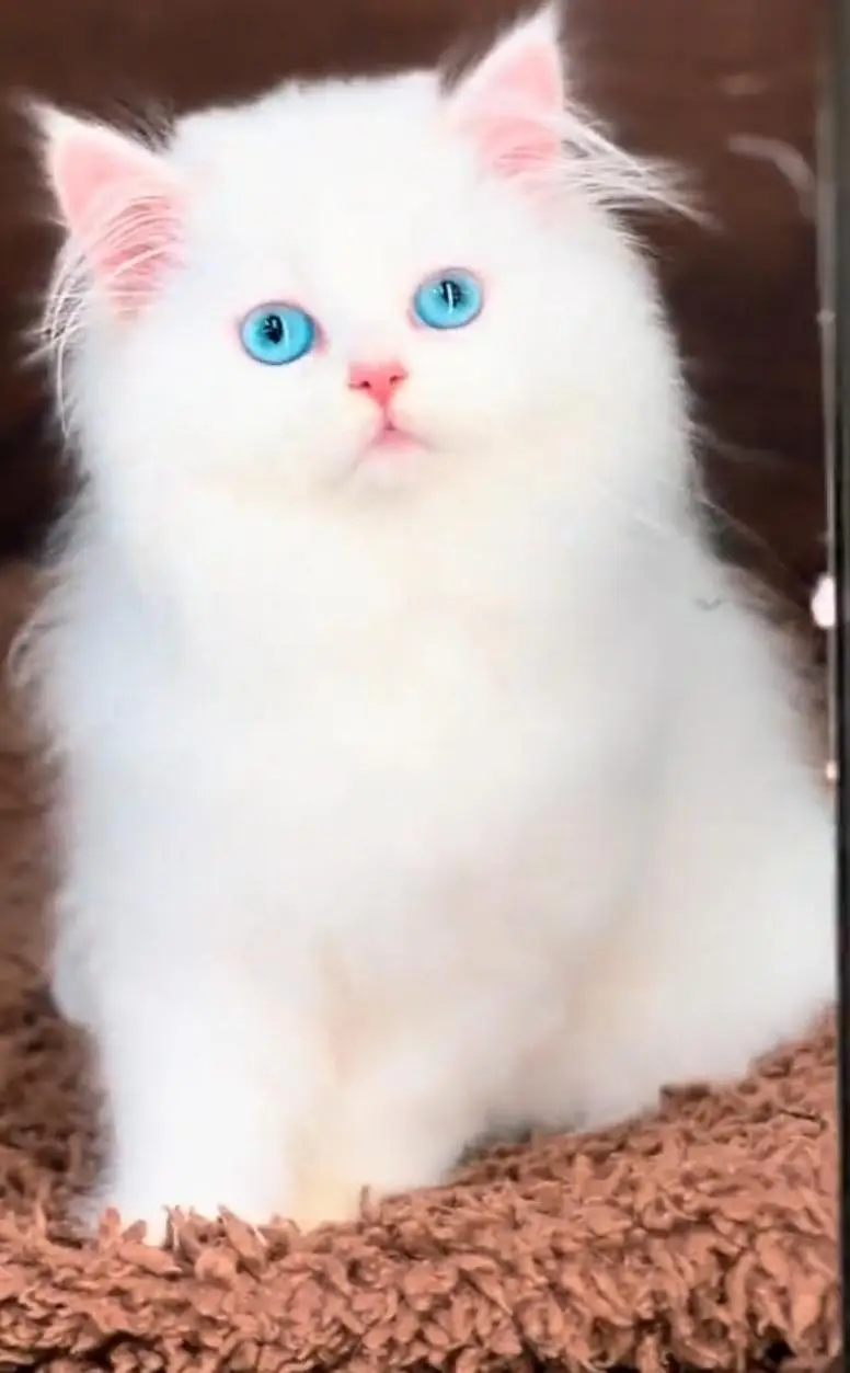Persian cat  triple coat Punch face vaccinated letter train — photo 10