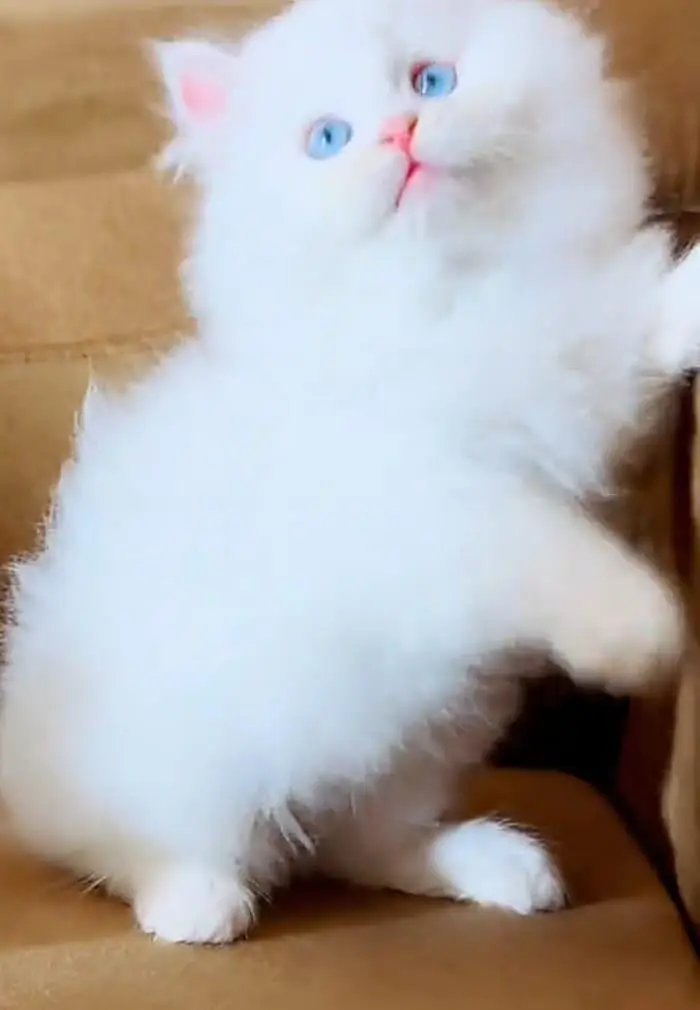 Persian cat  triple coat Punch face vaccinated letter train — photo 11