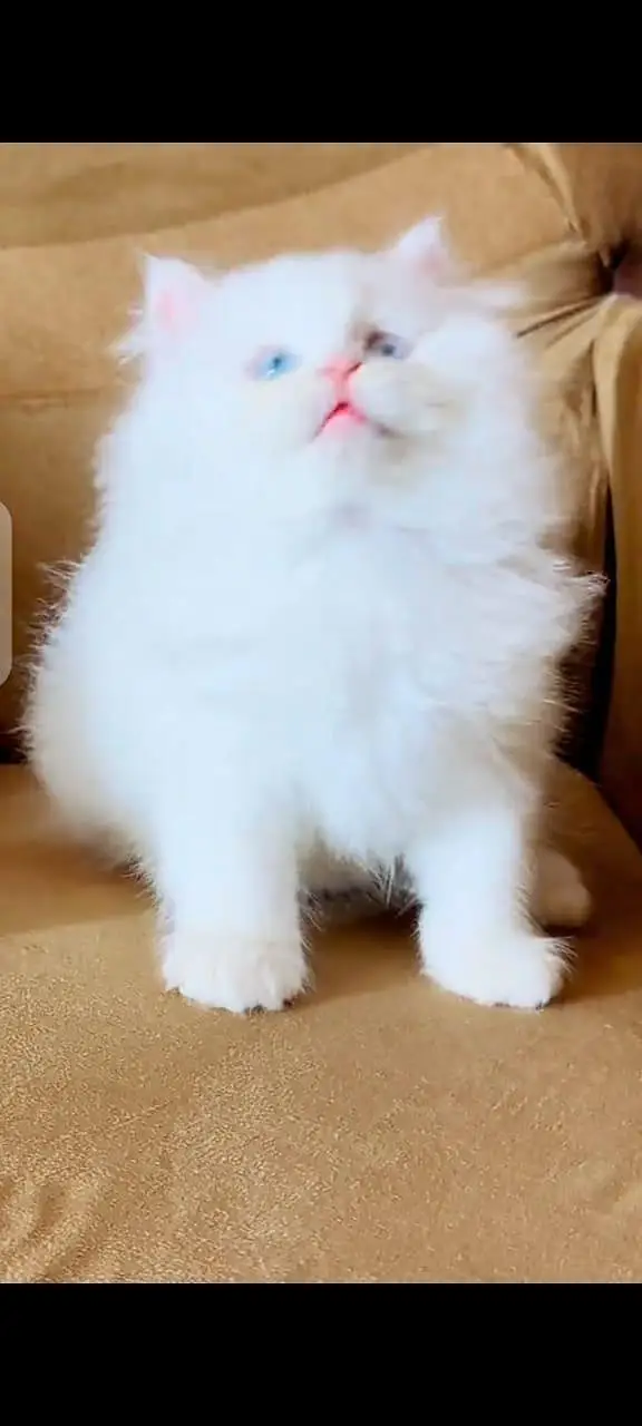 Persian cat  triple coat Punch face vaccinated letter train — photo 12